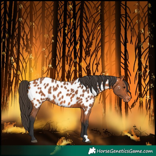 Horse Color:Bay Near Leopard 