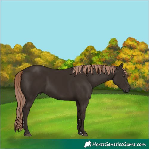 Horse Color:Liver Chestnut Rabicano