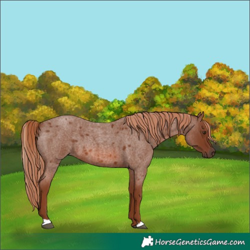 Horse Color:Red Roan 