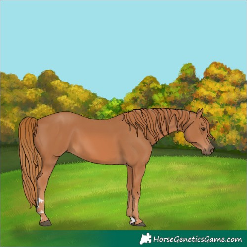 Horse Color:Chestnut 