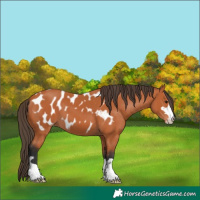 Horse Color:Bay Appaloosa 