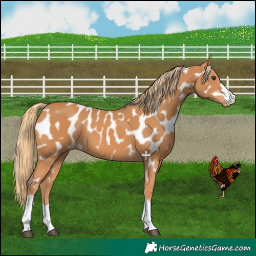 Horse Color:Chestnut Near Leopard