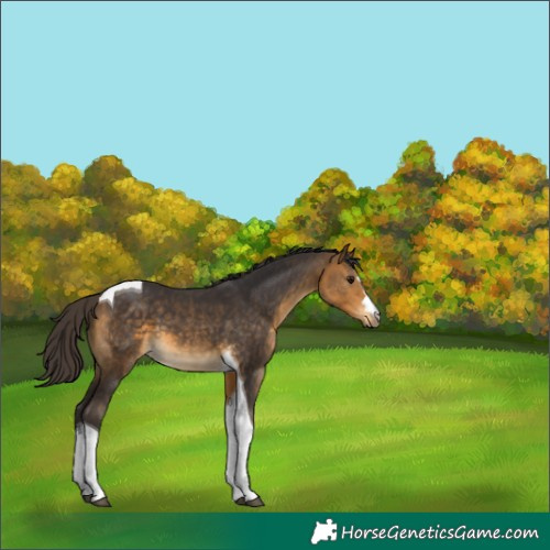 Horse Color:Unknown 