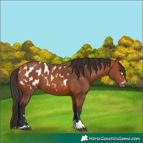 Horse Color:Bay Appaloosa 