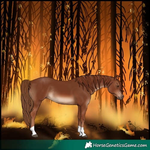 Horse Color:Chestnut Tobiano Rabicano