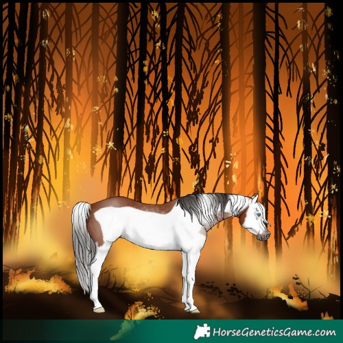 Horse Color:Gray Bay Splash Frame 