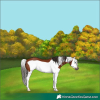 Horse Color:Gray Bay Splash Frame 