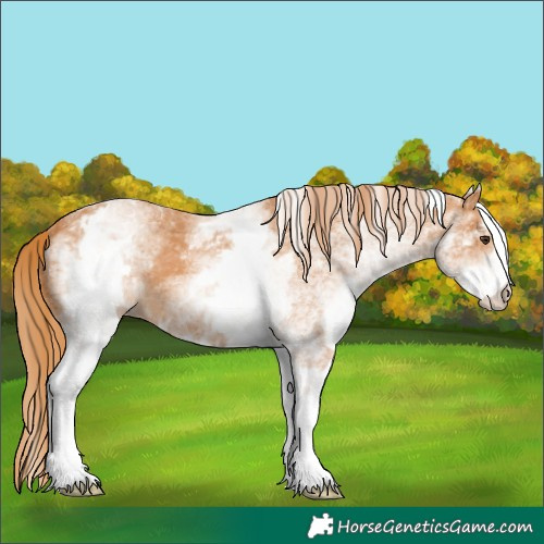 Horse Color:White Spotted Chestnut 
