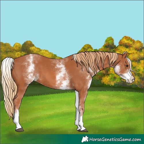 Horse Color:Unknown 