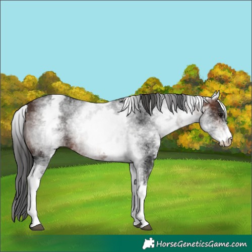 Horse Color:Unknown 