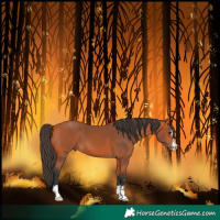 Horse Color:Bay 