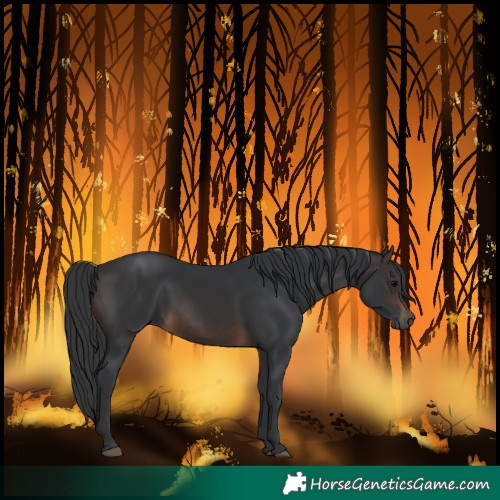 Horse Color:Brown Rabicano
