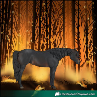 Horse Color:Brown Rabicano