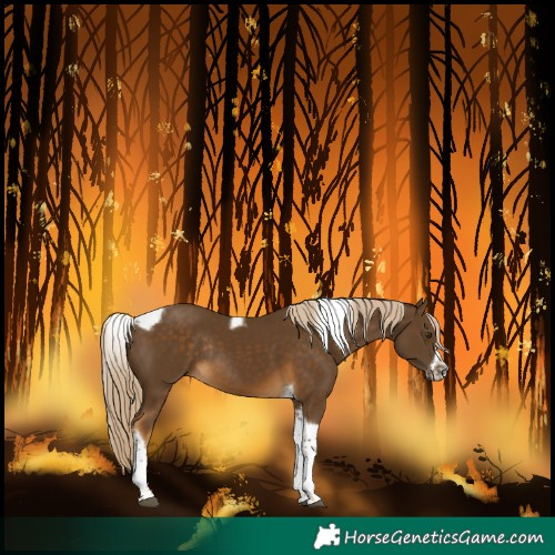 Horse Color:Chocolate Palomino Tobiano Frame Rabicano