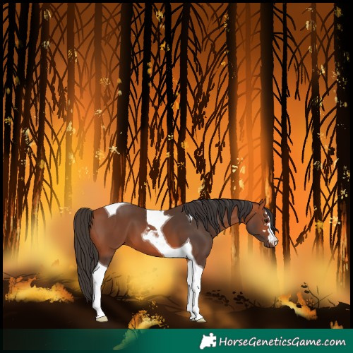 Horse Color:Bay Tobiano