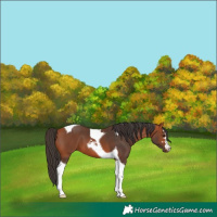 Horse Color:Bay Tobiano 