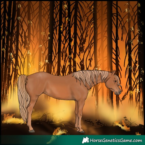 Horse Color:Chestnut Rabicano 