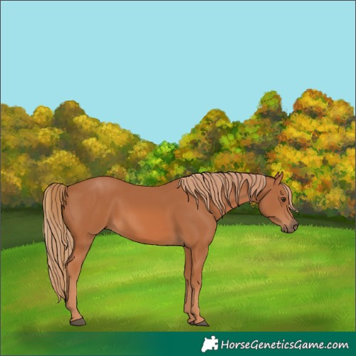 Horse Color:Chestnut Rabicano 