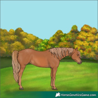 Horse Color:Chestnut Rabicano