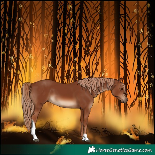Horse Color:Chestnut Tobiano Rabicano 