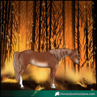 Horse Color:Chestnut Tobiano Rabicano