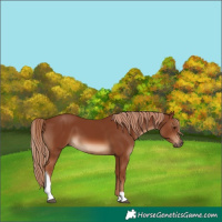 Horse Color:Chestnut Tobiano Rabicano
