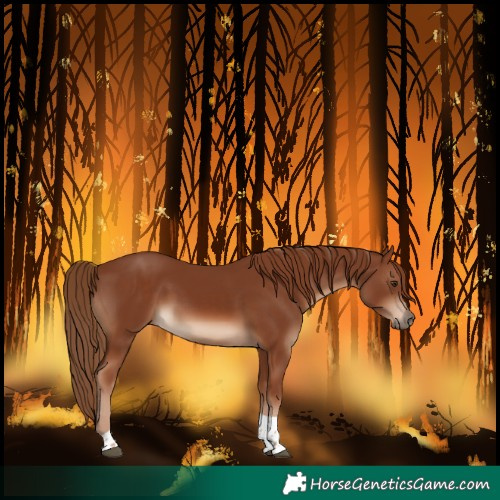 Horse Color:Chestnut Tobiano Rabicano 
