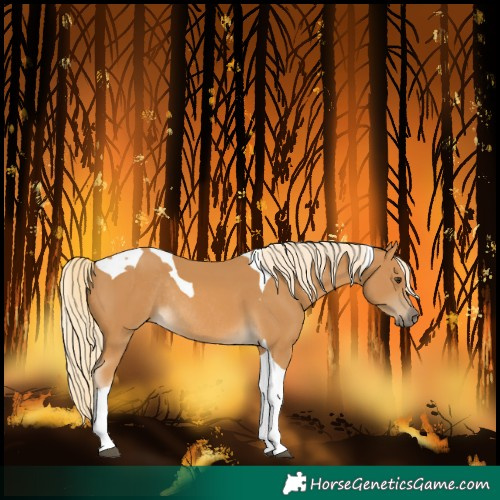 Horse Color:Palomino Tobiano Rabicano 