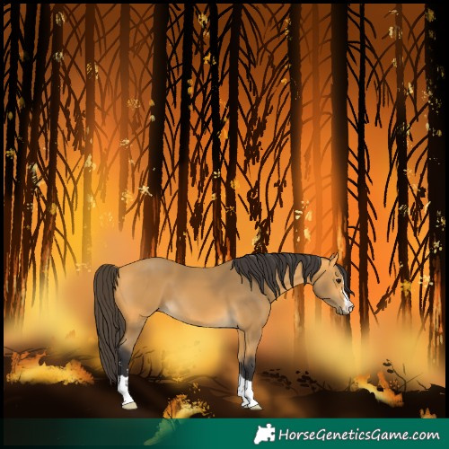 Horse Color:Buckskin