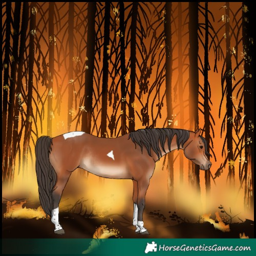 Horse Color:Bay Tobiano Rabicano 