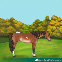 Horse Color:Bay Tobiano Rabicano