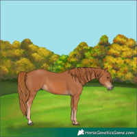 Horse Color:Chestnut Rabicano 