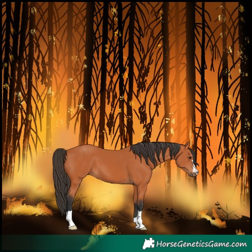 Horse Color:Bay 