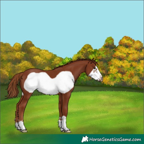 Horse Color:Chestnut Frame