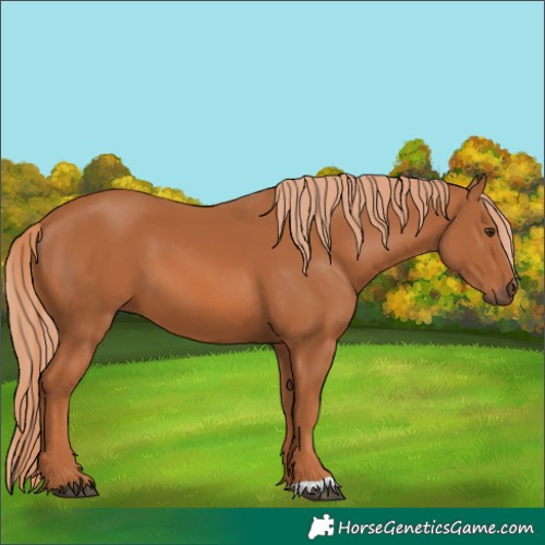 Horse Color:Chestnut 