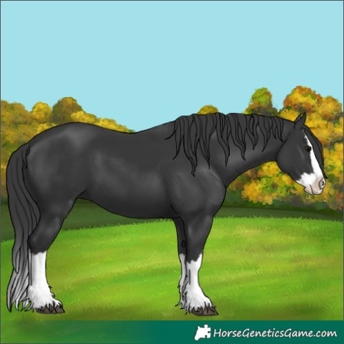 Horse Color:Black Splash 