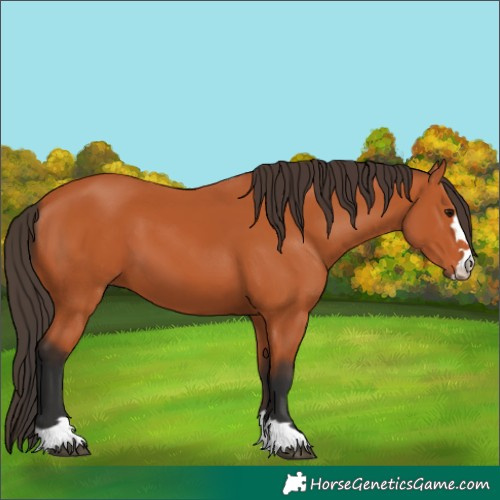 Horse Color:Bay 