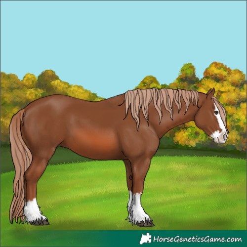 Horse Color:Chestnut Splash