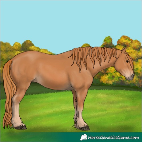 Horse Color:Chestnut 
