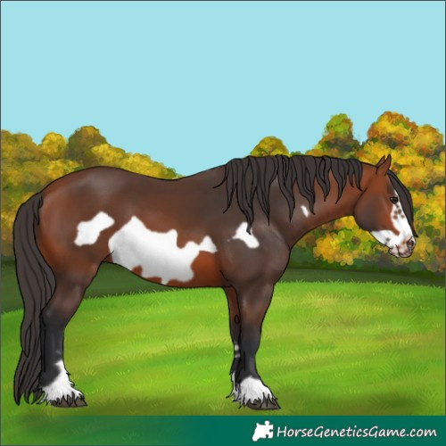 Horse Color:Bay Frame