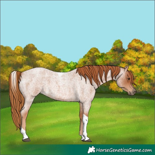 Horse Color:Red Roan Tobiano 