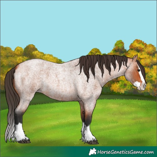 Horse Color:Bay Roan Splash 