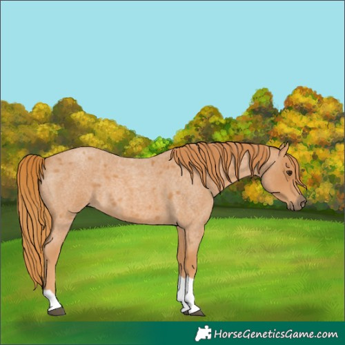 Horse Color:Red Roan Tobiano 