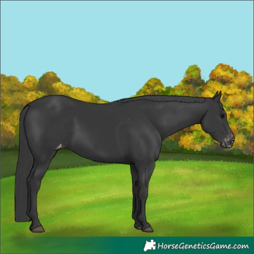 Horse Color:Black Appaloosa 