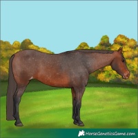Horse Color:Bay Appaloosa 