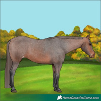 Horse Color:Bay Varnish 