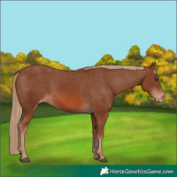 Horse Color:Chestnut Appaloosa