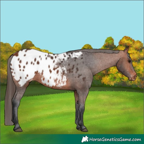 Horse Color:Bay Appaloosa