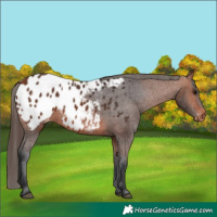 Horse Color:Bay Blanket 