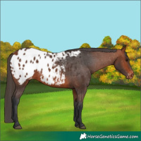 Horse Color:Bay Appaloosa